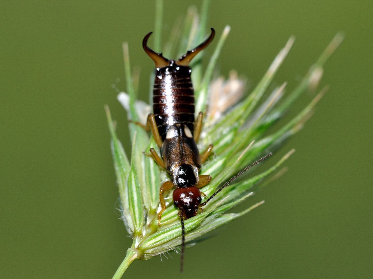 Forficula auricularia (maschio e femmina)